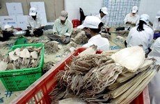 Squid, octopus exports down 21.2 percent