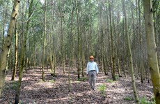 Tuyen Quang boasts over 25,000 ha of certified forest