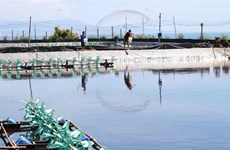 Shrimp exports to surge as year-end demand increase in the offing