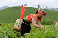  Tea businesses need restructuring to add value