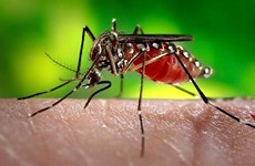 Laos records 254 more dengue fever cases 