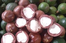 Kon Tum eyes sustainable development of macadamia farming
