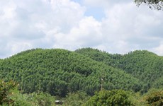 Bac Giang encouraging production forest development