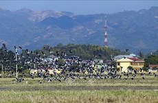 Thousands of Asian openbills forage for food in central Vietnam