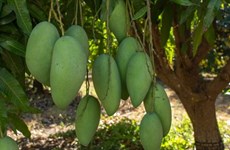 Vietnamese green mango exports to Australia double in H1