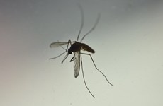 Dengue fever outbreak in Laos of concern