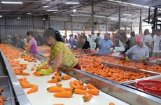 Vinh Phuc promotes agricultural processing industry
