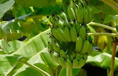 Banana tops Lao agriculture exports to China 