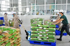 Vietnamese rice takes bite out of global market