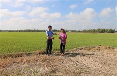 Drought, saltwater intrusion cause big losses to Tra Vinh 