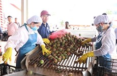 Gia Lai exports 100 tonnes of passionfruit to EU under EVFTA
