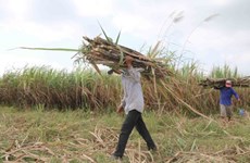Sugar firms struggle due to ATIGA