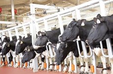 TH Group rolls out largest dairy cow project in Central Highlands 