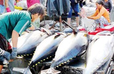 Tuna exports to EU surging