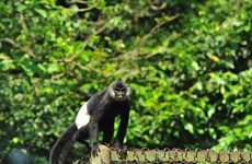 PM calls for action to protect endangered langurs in Ha Nam
