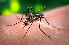 Dengue fever cases in Laos increase