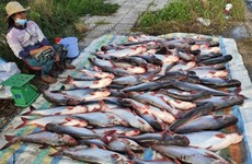 Tra fish farmers, exports hit hard by COVID-19 pandemic