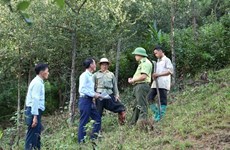 Forests better managed thanks to protection policy