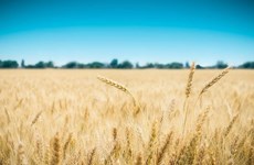 Vietnam, Australia to expand barley trade