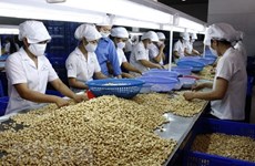 Vietnam remains world’s largest producer, exporter of cashew nuts