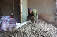 Dutch firm to invest in circular cashew nut production model in Binh Phuoc