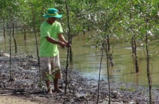 Tra Vinh households plant forests to prevent coastal erosion