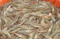 Thailand’s shrimp exports expected to decline 14 percent