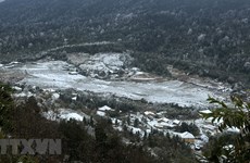 Mountain commune in Lao Cai blanketed in rare snow 