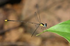 New damselfly species found in central Vietnam