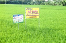 Tien Giang province expands high-tech rice cultivation