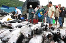 Vietnam's tuna exports to US increase