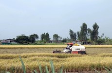 Minimal impacts of drought, saline intrusion felt in Mekong Delta