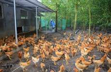 Vietnam warned to stay vigilant with influenza A (H5N8)