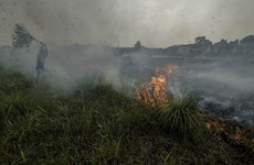 Indonesia sees sharp decline in deforestation last year
