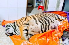 Ha Tinh police prosecute tiger bone glue maker