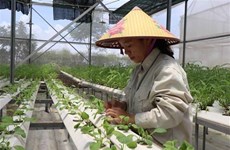 Bac Giang province to raise contribution of hi-tech agriculture