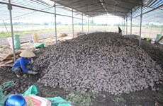 Mekong district produces high-quality sweet potatoes for export