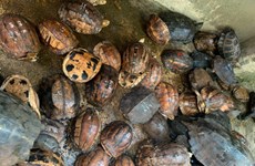 Seller of rare turtles jailed for 10 years 