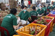 Fruit, vegetable exports bounce back in Q1