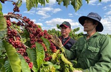 Coffee exports fall by over 11 percent in Q1