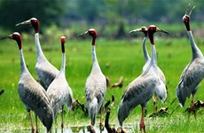 Red-crowned cranes return to Mekong Delta