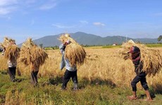 Cambodia: Agricultural exports surpass 2 billion USD in Q1