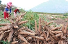 Cassava exports rise sharply in four months