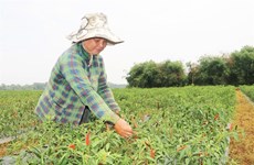 Tra Vinh eyes makeover of agriculture with advanced techniques, restructure