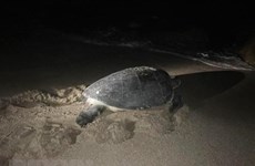 Ha Tinh: Endangered turtle returned to ocean