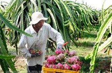 Tien Giang develops dragon fruit growing area for export 