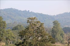 Localities urged to announce forest status in 2020