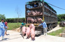 Import of live pigs from Thailand suspended from June 30