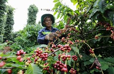 Winners of Vietnam Specialty Coffee Competition announced