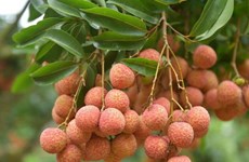 Bright prospects for fresh Vietnamese lychees in Australia